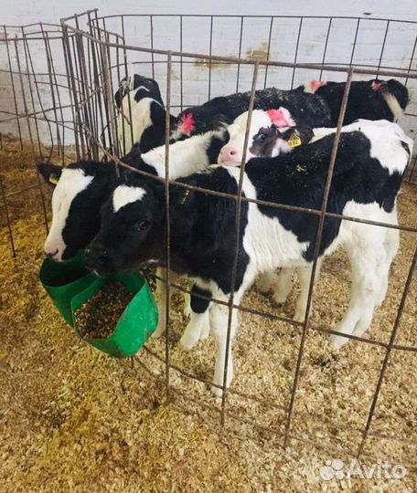 Бычки и тёлочки