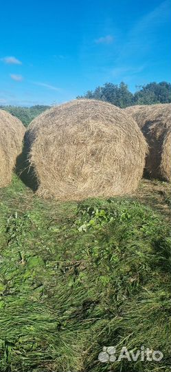 Продам сено в рулонах