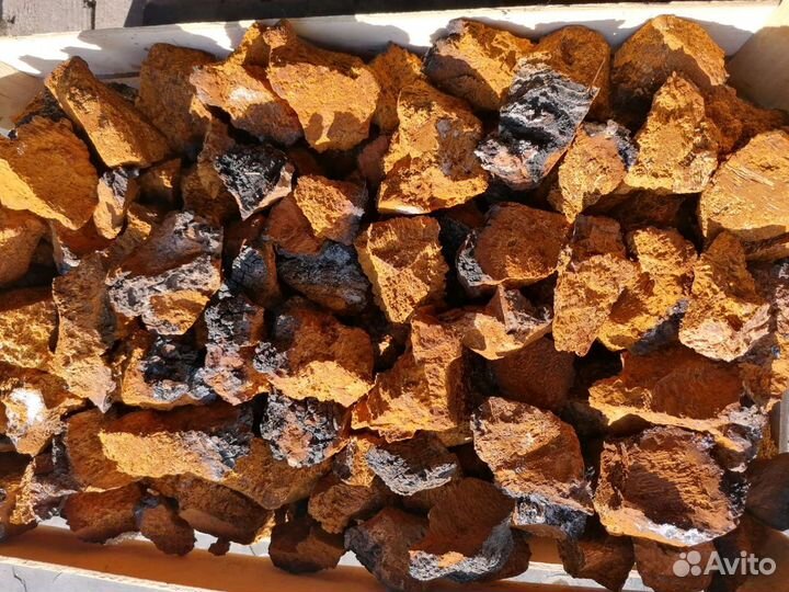 Березовая Чага