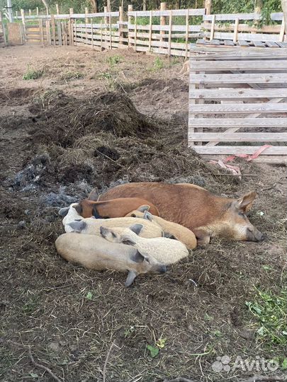 Поросята венгерской мангалицы
