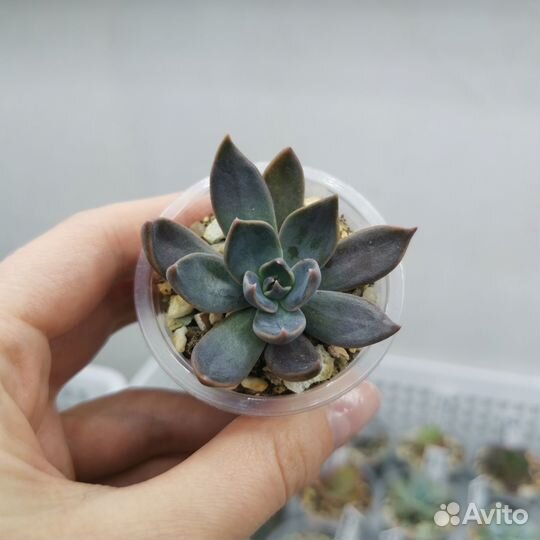 Суккуленты