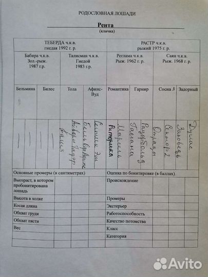 Продается жеребец, случка