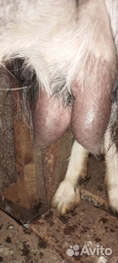 Коза дойная