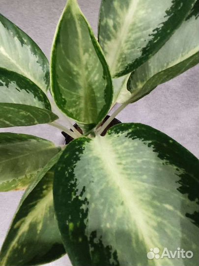 Аглаонема 