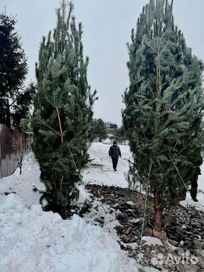 Ели из питомника 355 см