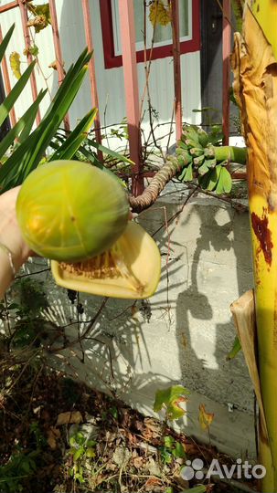 Саженцы разные, растения, черенки