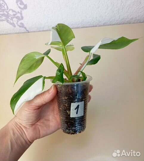 Филодендрон белая принцесса