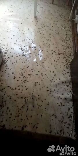 Уничтожение тараканов,клопов,блох, мышей, муравьёв