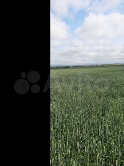 Участок 30 га (СНТ, ДНП)