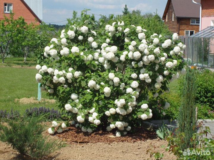 Калина бульденеж Высота от 255см