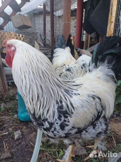 Молодые петухи