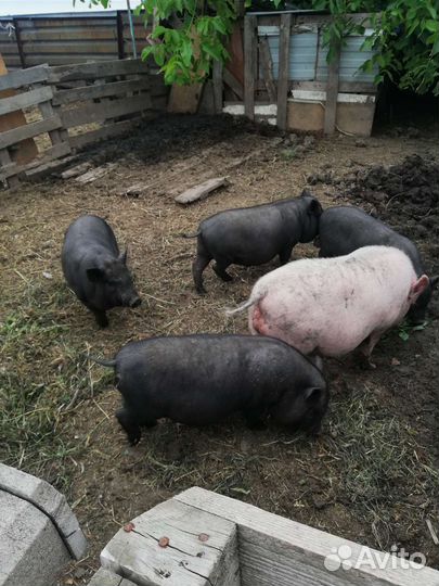 Вьетнамские вислобрюхие поросята