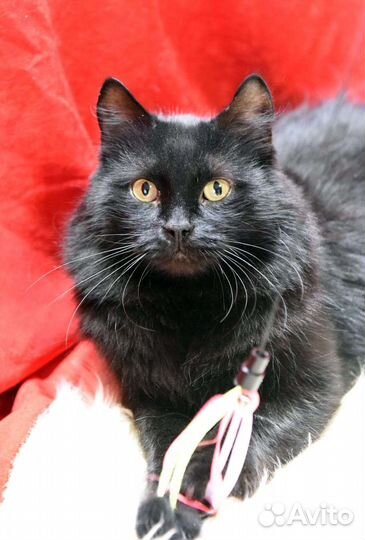 Котик ищет дом