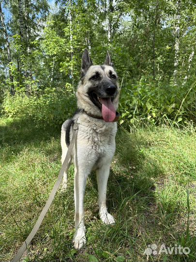 Восточноевропейская овчарка Карат