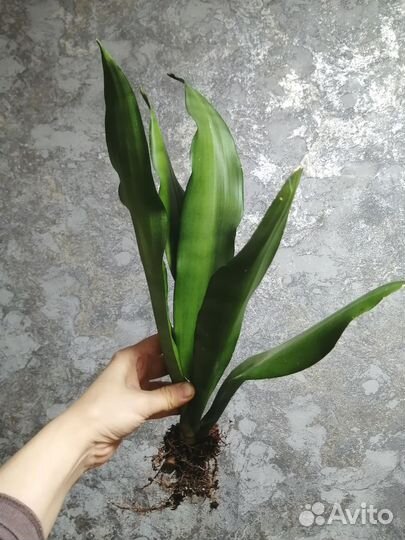 Сансевиерия муншайн