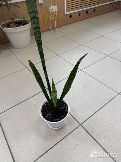 Сансевиерия