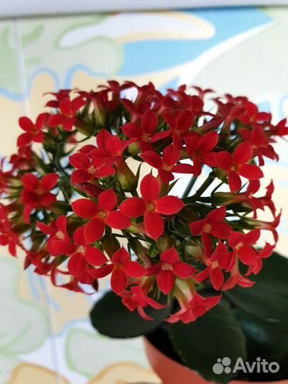 Комнатные цветы