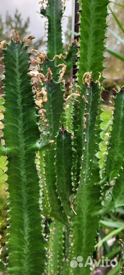 Молочай трехгранный