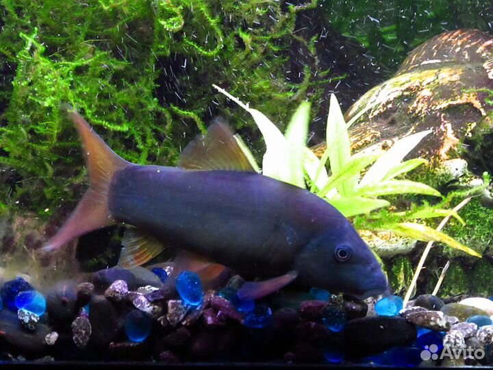 Аквариумные рыбки