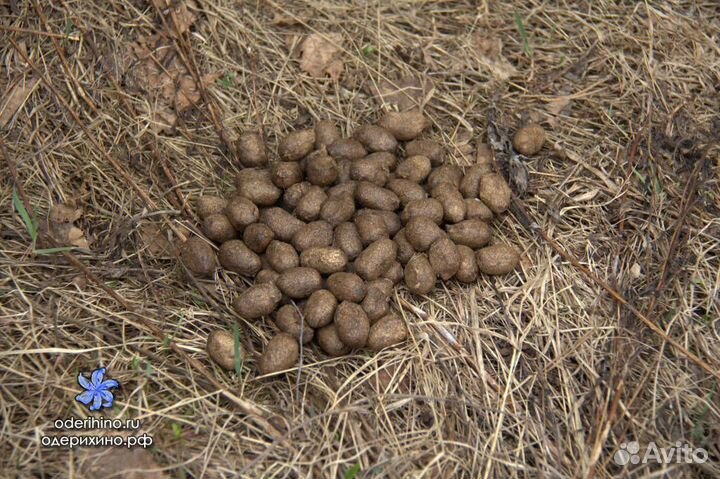 Навоз лосиный эко