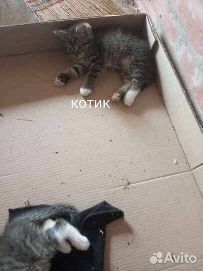 Отдам котят в хорошие руки