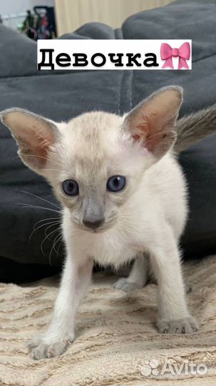 Ориентальные котята