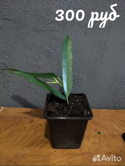 Сортовые фикусы