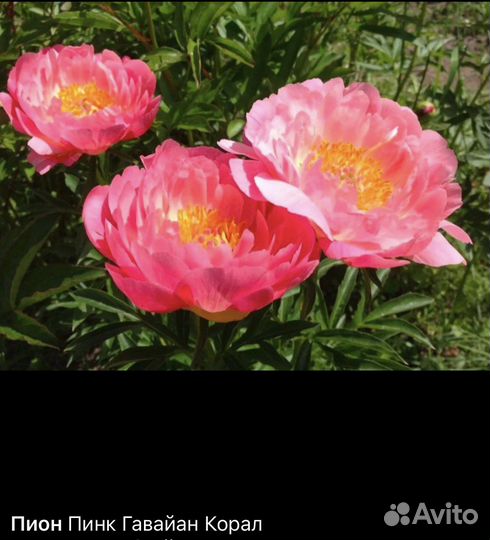 Пионы саженцы