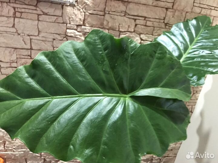 Алоказия Портодора