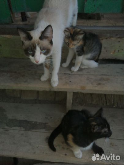 Кошка в дар