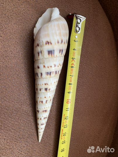 Морская раковина