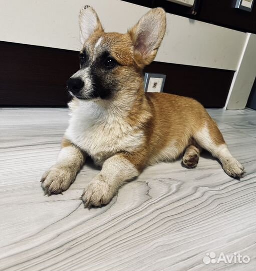 Вельш корги пемброк девочка