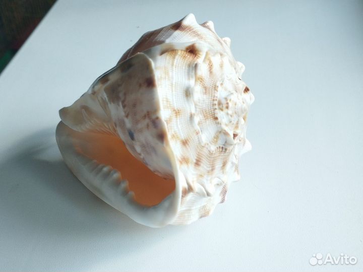 Большая морская ракушка раковины