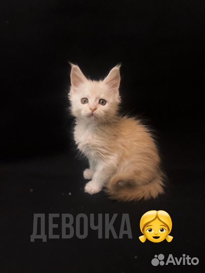 Котята мейн-кун
