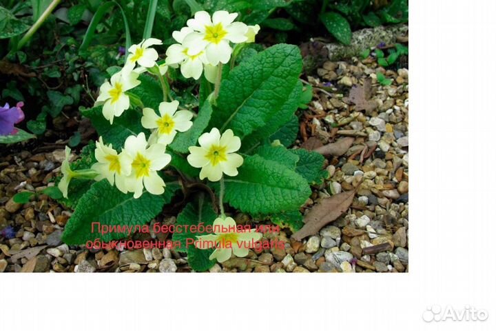 Примулы