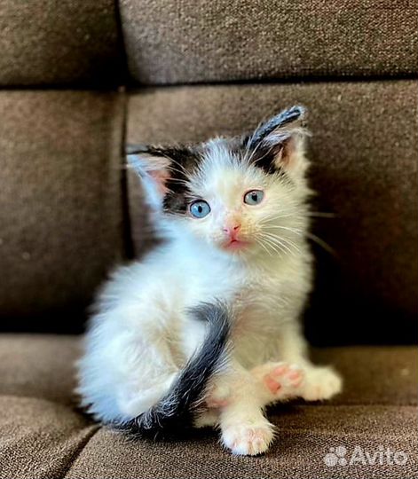 Кошка в дар бесплатно
