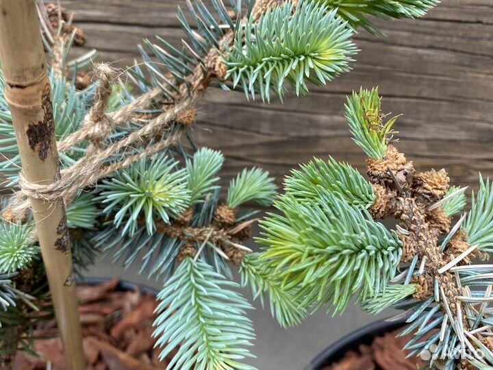 Голубая ель Глаука глобоза