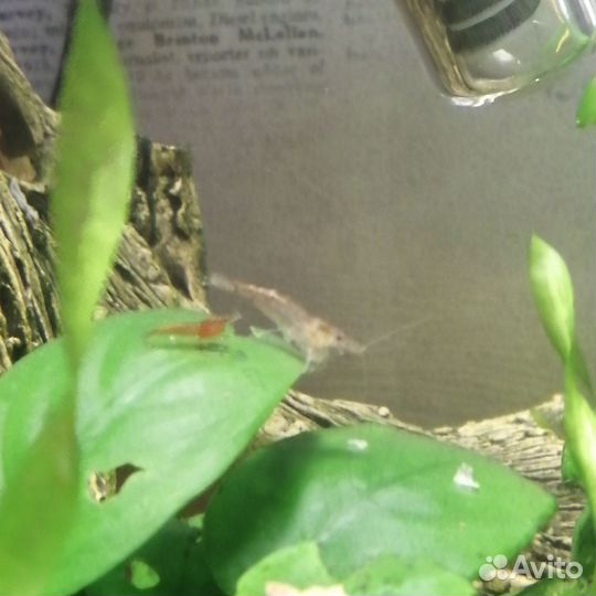 Аквариумные креветки вишня