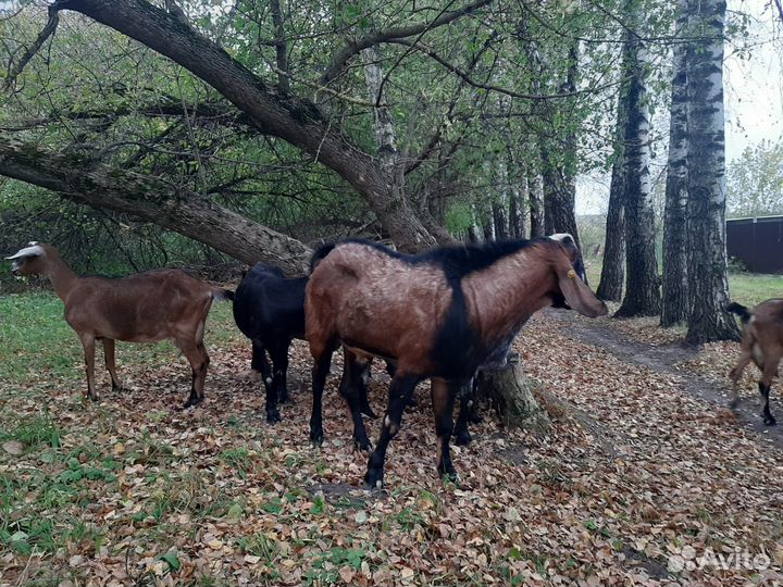 С/х животные