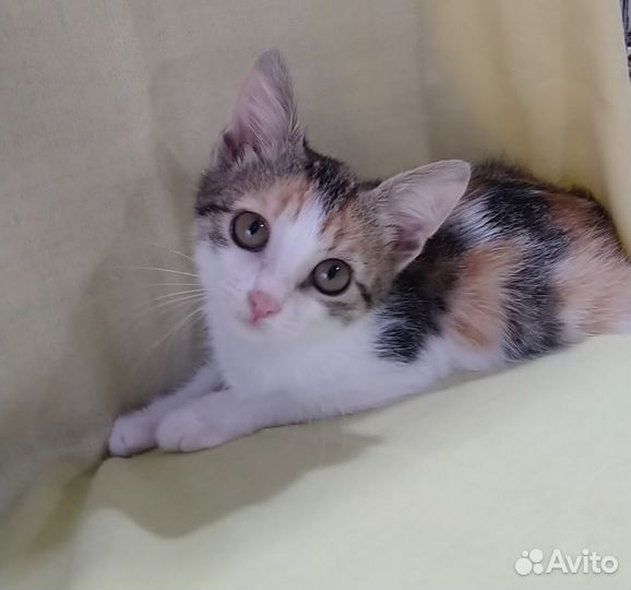 Котенок привитый