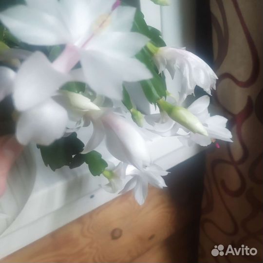Пеларгонии (герани) сортовые