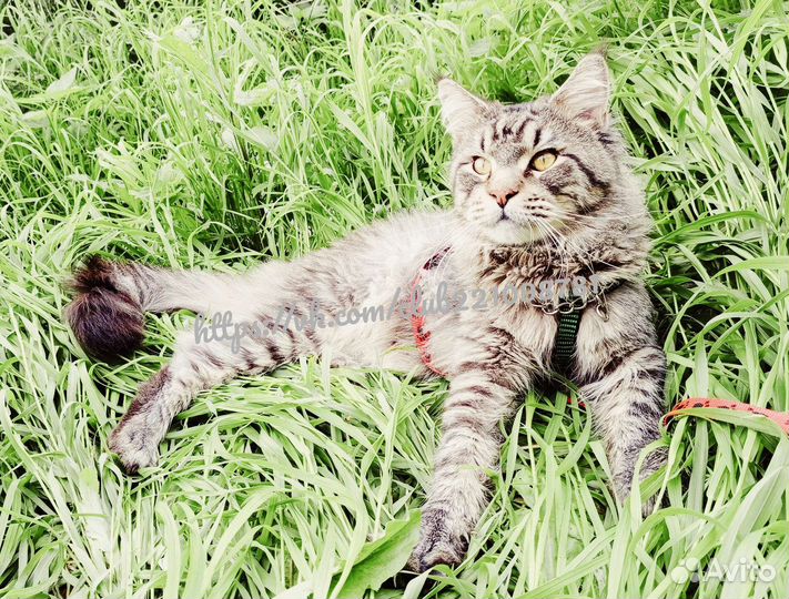 Кот, вязка
