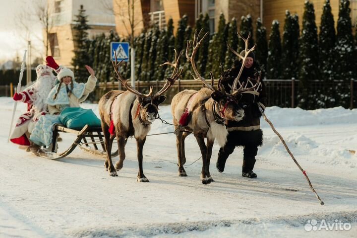 Олени на праздник