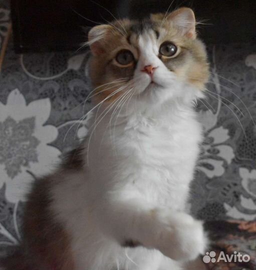 Кошка