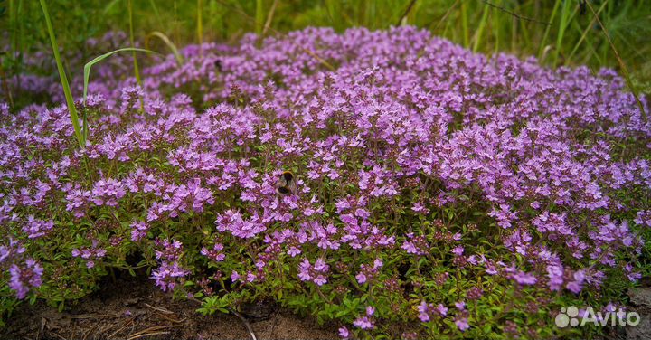 Набор почвопокровных растений