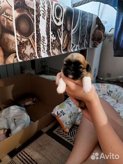 Щенки пекинеса