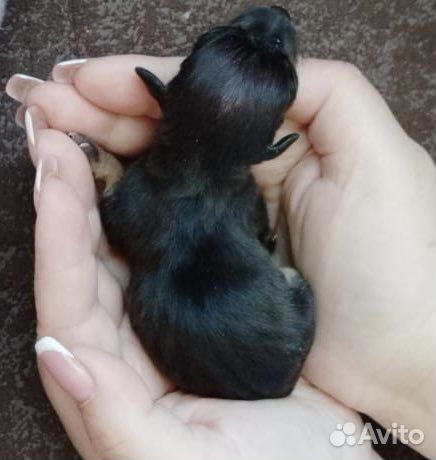 Микро той-терьер вязка