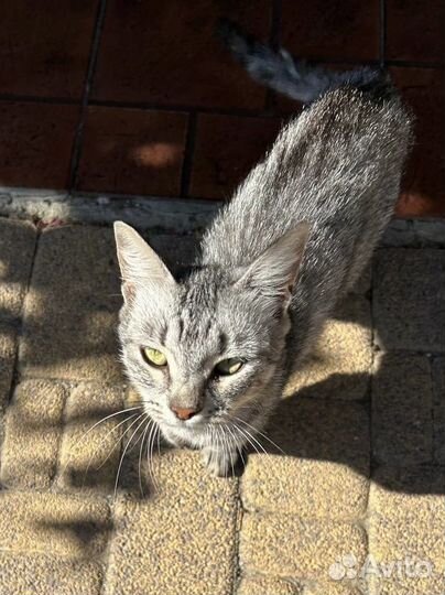 Кошка