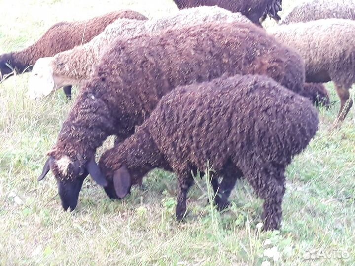 Продажа баранов и овец