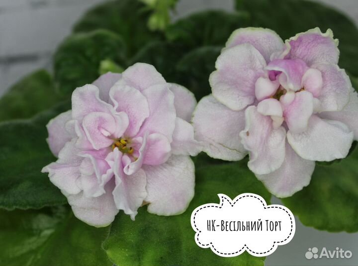 Сортовые фиалки, взрослые